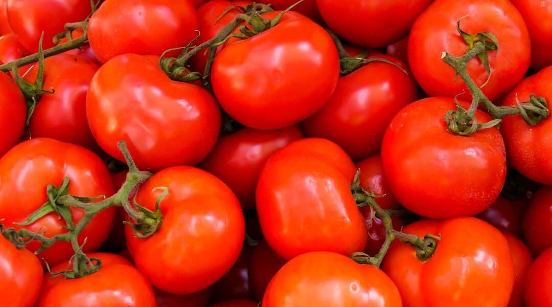 Tutorado de tomates en invernadero